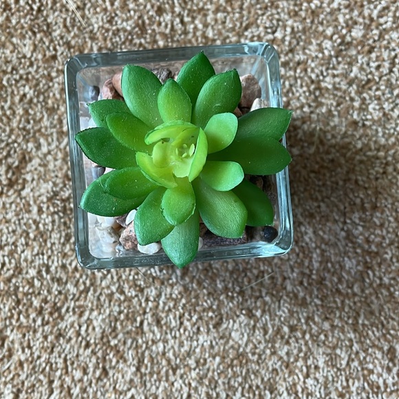 Square Glass faux Succulent - Picture 2 of 4
